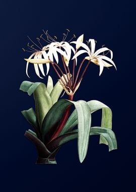 Crinum Erubescens on Blue