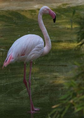 Red flamingo on one leg