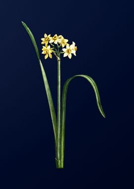 Cowslip Daffodil on Blue