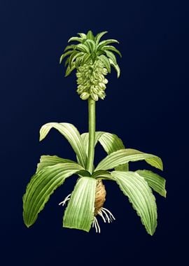 Eucomis Regia on Blue