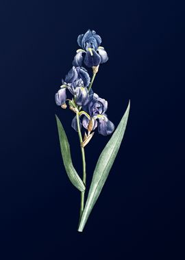 Dalmatian Iris on Blue