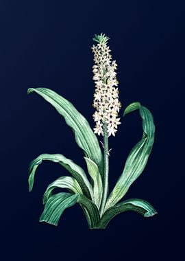 Eucomis Punctata on Blue