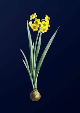 Daffodil on Royal Blue