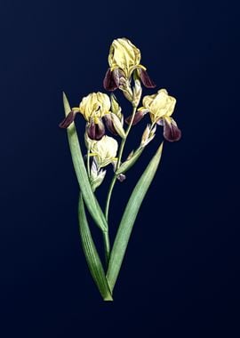 Elder Scented Iris on Blue