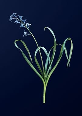 Dutch Hyacinth on Blue