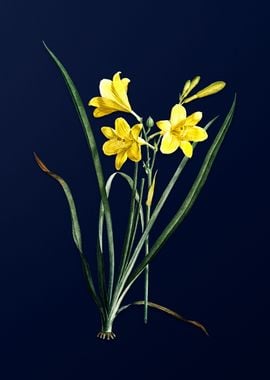 Daylily on Blue