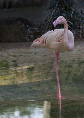 Red flamingo on one leg