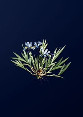 Dwarf Crested Iris on Blue