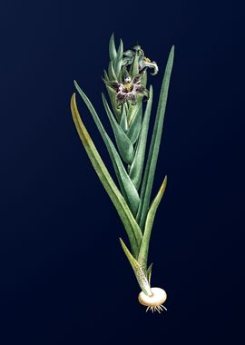 Ferraria on Blue