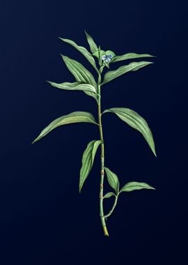 Dayflower on Blue