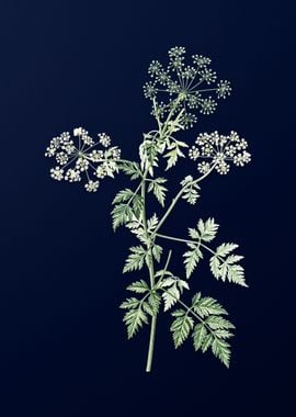 Hemlock Flowers on Blue