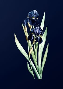 German Iris on Blue