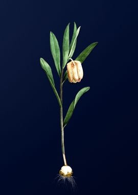 Fritillaria on Blue