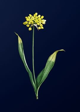 Golden Garlic on Blue