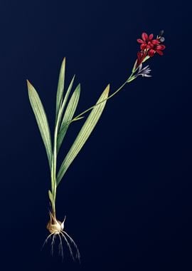 Gladiolus on Royal Blue