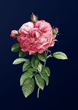 Giant French Rose on Blue