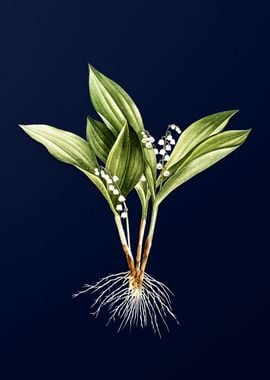 Lily of the Valley on Blue