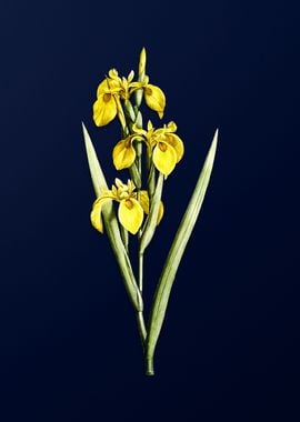 Irises on Royal Blue