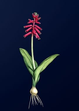 Lachenalia on Blue