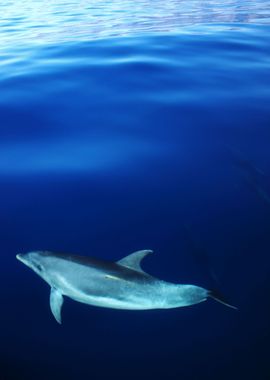 Dolphin in ocean