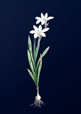 White Lily on Blue