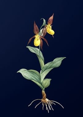 Slipper Orchid on Blue