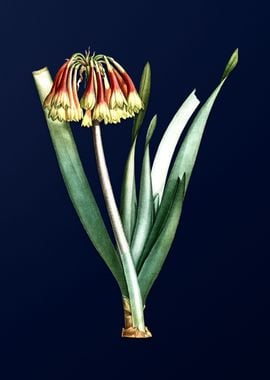 Knysna Lily on Blue