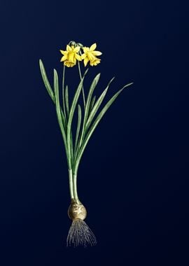 Wild Daffodil on Blue