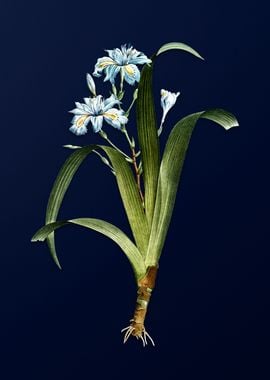 Blue Iris on Royal Blue