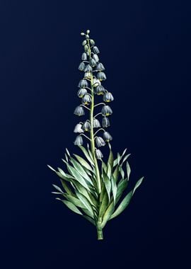 Persian Lily on Blue