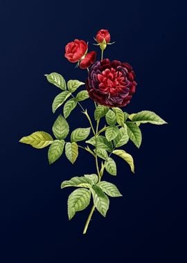 Hundred Leaf Rose on Blue