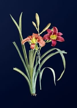 Day Lily on Blue