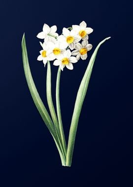 Narcissus on Blue