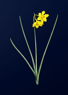 Narcissus on Blue