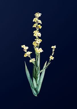 Yellow Eyed Grass on Blue