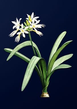 Pancratium on Blue