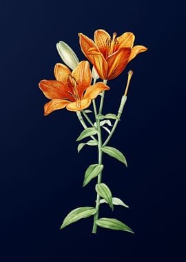 Orange Lily on Blue