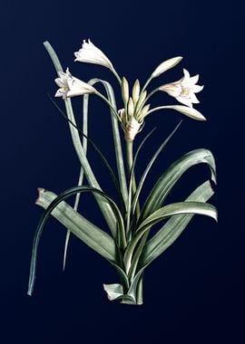 Malgas Lily on Blue