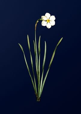 Narcissus on Blue