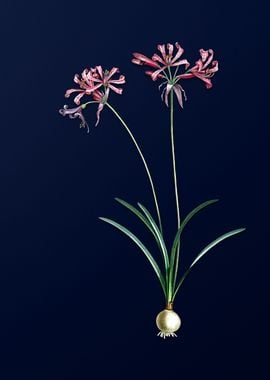 Nerine on Blue