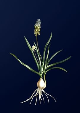 Muscari on Blue