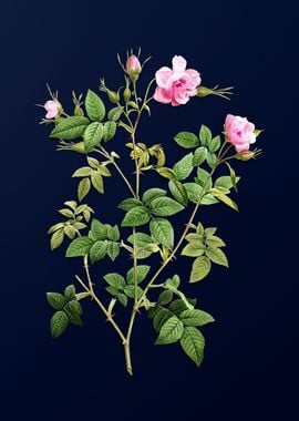 Pink Rosebush on Blue