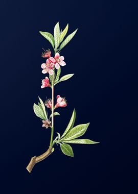 Pink Flower on Blue