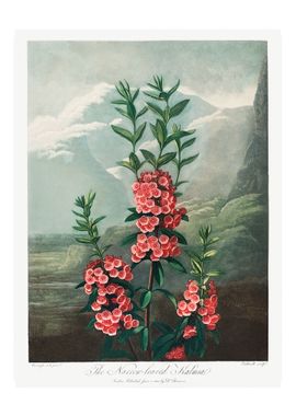 Narrow Leaved Kalmia