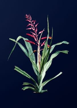 Pitcairnia on Deep Blue