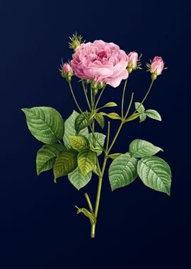 French Rose on Blue