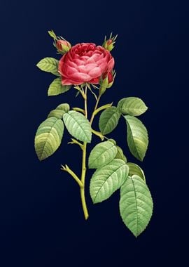 Gallic Rose on Deep Blue