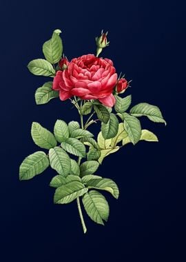 Gallic Rose on Deep Blue