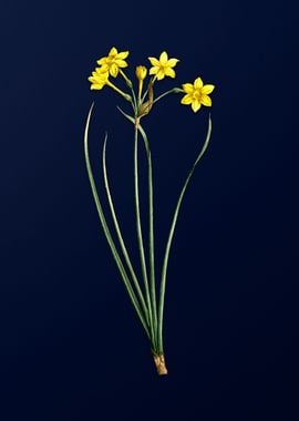 Rush Daffodil on Deep Blue