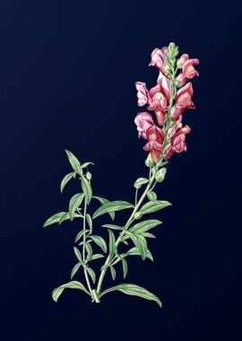 Dragon Flower on Deep Blue